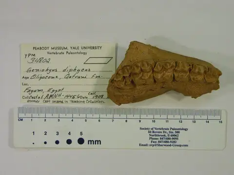 Dokumentasi YPM VP 034802 dengan identifikasi pada sumber Geniohyus diphycus. Isi dan label gambar dipertahankan.