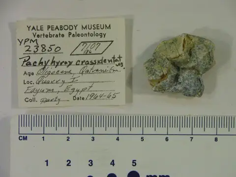 Dokumentasi YPM VP 023850 dengan identifikasi pada sumber Pachyhyrax crassidentatus. Isi dan label gambar dipertahankan.