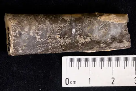 Dokumentasi YPM IP 006408.A dengan identifikasi pada sumber Baculites codyensis. Isi dan label gambar dipertahankan.
