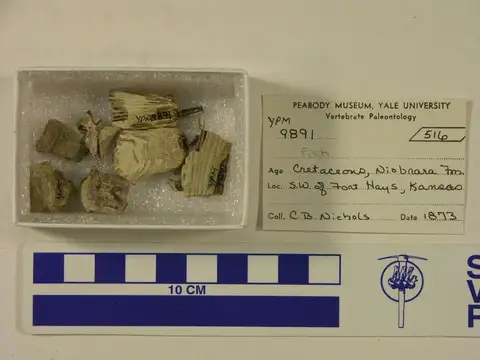 Dokumentasi YPM VP 009891 dengan identifikasi pada sumber Dinornis struthoides. Isi dan label gambar dipertahankan.