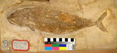 Dokumentasi USNM V15594 dengan identifikasi pada sumber Caturus furcatus. Isi dan label gambar dipertahankan.