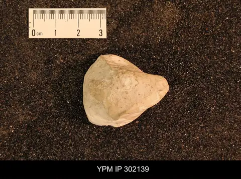 Dokumentasi YPM IP 302139 dengan identifikasi pada sumber Inoceramus apicalis. Isi dan label gambar dipertahankan.
