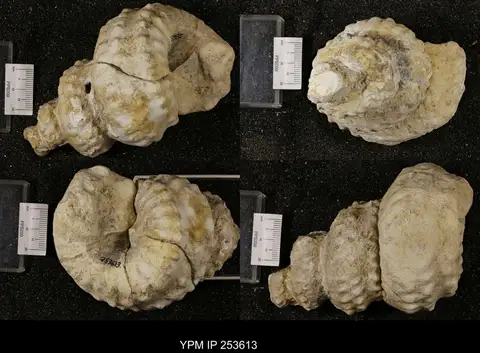 Dokumentasi YPM IP 253613 dengan identifikasi pada sumber Mariella (Plesioturrilites) brazoensis. Isi dan label gambar dipertahankan.