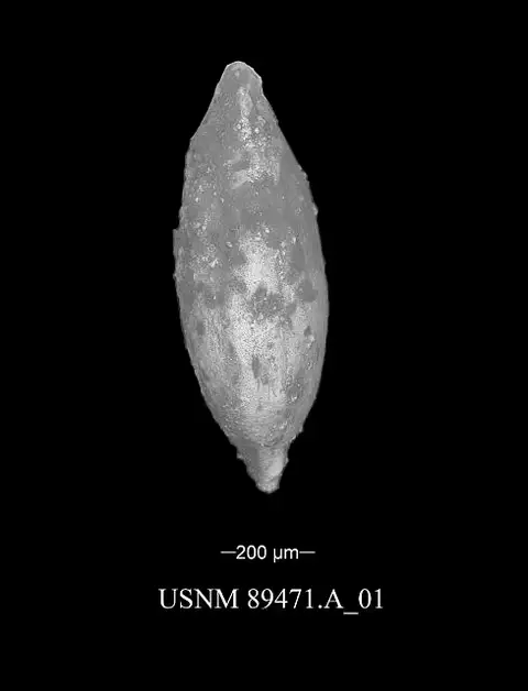 Dokumentasi USNM PAL89471A dengan identifikasi pada sumber Bairdia verwiebei. Isi dan label gambar dipertahankan.