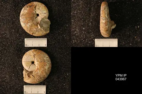 Dokumentasi YPM IP 043967 dengan identifikasi pada sumber Hoploscaphites nicolletii. Isi dan label gambar dipertahankan.