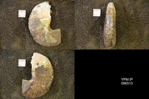 Dokumentasi YPM IP 086513 dengan identifikasi pada sumber Hoploscaphites comprimus. Isi dan label gambar dipertahankan.