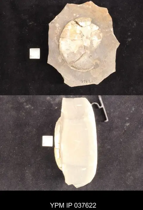 Dokumentasi YPM IP 037622 dengan identifikasi pada sumber Hoploscaphites melloi. Isi dan label gambar dipertahankan.