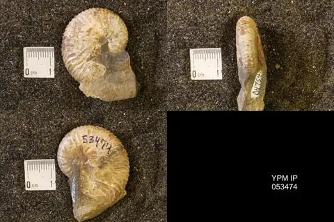 Dokumentasi YPM IP 053474 dengan identifikasi pada sumber Hoploscaphites birkelundae. Isi dan label gambar dipertahankan.