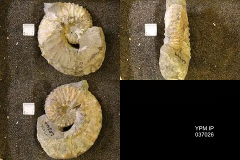Dokumentasi YPM IP 037026 dengan identifikasi pada sumber Jeletzkytes spedeni. Isi dan label gambar dipertahankan.