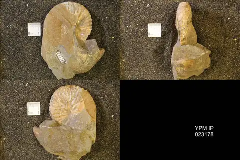 Dokumentasi YPM IP 023178 dengan identifikasi pada sumber Jeletzkytes dorfi. Isi dan label gambar dipertahankan.