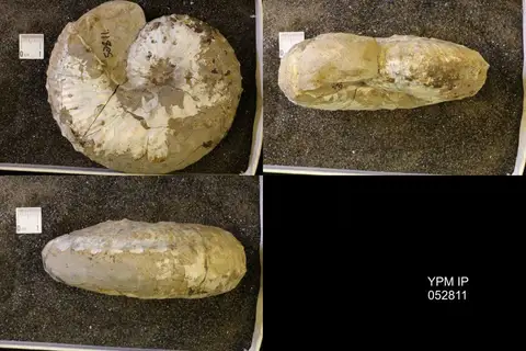 Dokumentasi YPM IP 052811 dengan identifikasi pada sumber Discoscaphites gulosus. Isi dan label gambar dipertahankan.