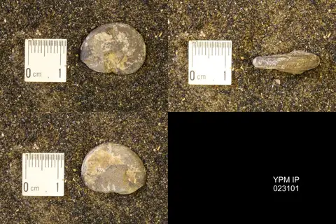 Dokumentasi YPM IP 023101 dengan identifikasi pada sumber Discoscaphites rossi. Isi dan label gambar dipertahankan.
