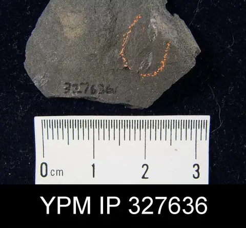 Dokumentasi YPM IP 327636 dengan identifikasi pada sumber Lingula credneri. Isi dan label gambar dipertahankan.