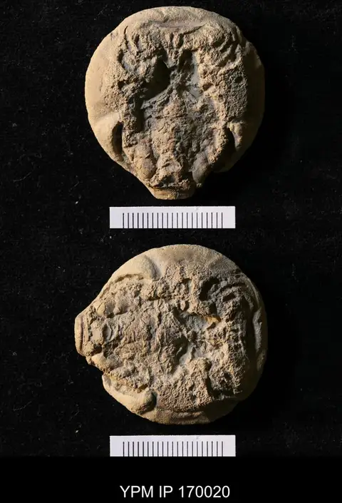 Dokumentasi YPM IP 170020 dengan identifikasi pada sumber Paleolimulus signatus. Isi dan label gambar dipertahankan.