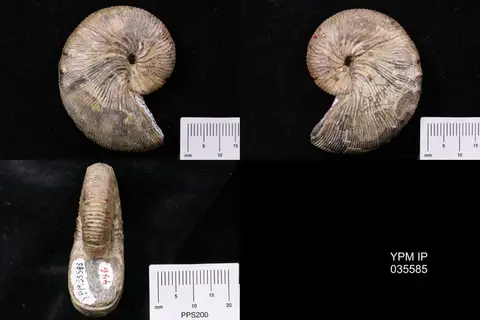 Dokumentasi YPM IP 035585 dengan identifikasi pada sumber Hoploscaphites brevis. Isi dan label gambar dipertahankan.