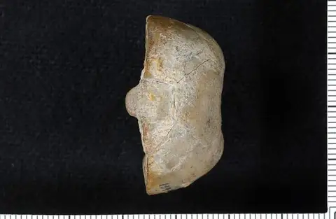 Dokumentasi USNM PAL134649 dengan identifikasi pada sumber Delocrinus admirensis. Isi dan label gambar dipertahankan.