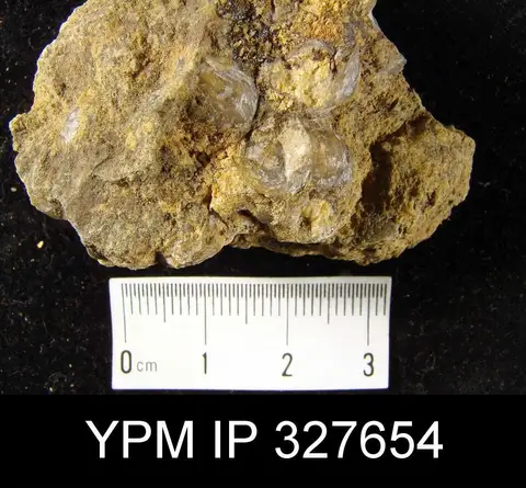 Dokumentasi YPM IP 327654 dengan identifikasi pada sumber Cancrinella cancrini. Isi dan label gambar dipertahankan.