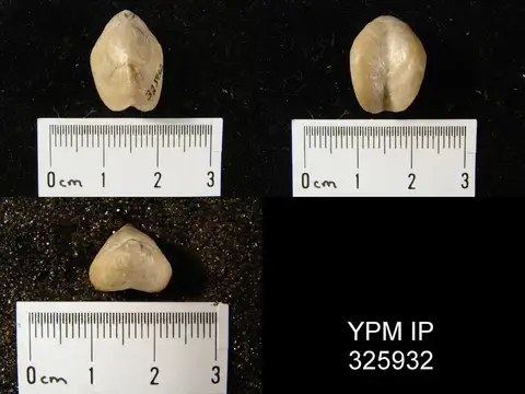 Dokumentasi YPM IP 325932 dengan identifikasi pada sumber Dielasma plica. Isi dan label gambar dipertahankan.