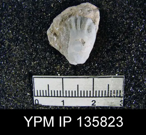 Dokumentasi YPM IP 135823 dengan identifikasi pada sumber Notothyris warthi. Isi dan label gambar dipertahankan.