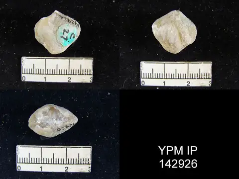 Dokumentasi YPM IP 142926 dengan identifikasi pada sumber Martinia warthi. Isi dan label gambar dipertahankan.