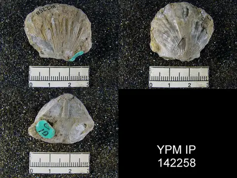 Dokumentasi YPM IP 142258 dengan identifikasi pada sumber Kiangsiella pectiniformis. Isi dan label gambar dipertahankan.