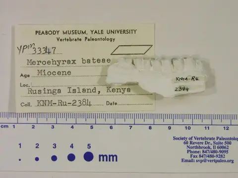 Dokumentasi YPM VP 033347 dengan identifikasi pada sumber Meroehyrax bateae. Isi dan label gambar dipertahankan.