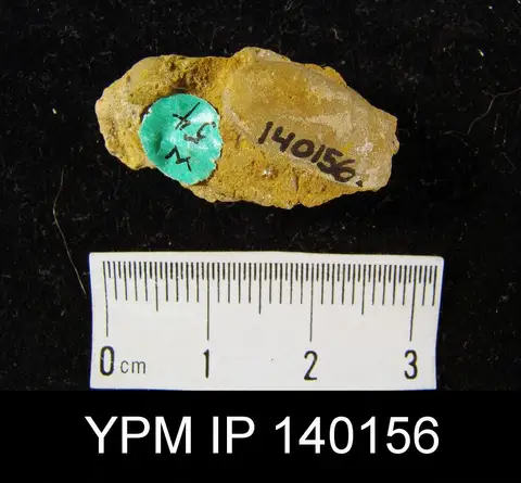 Dokumentasi YPM IP 140156 dengan identifikasi pada sumber Lithophaga atavus. Isi dan label gambar dipertahankan.