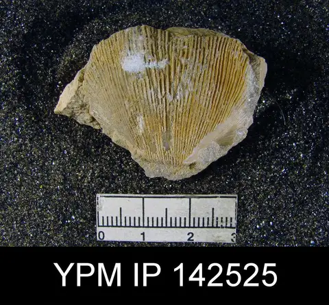 Dokumentasi YPM IP 142525 dengan identifikasi pada sumber Derbyia hemisphaerica. Isi dan label gambar dipertahankan.