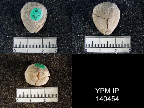 Dokumentasi YPM IP 140454 dengan identifikasi pada sumber Hemiptychina inflata. Isi dan label gambar dipertahankan.