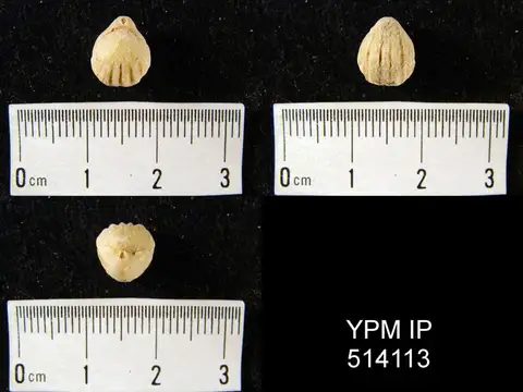 Dokumentasi YPM IP 514113 dengan identifikasi pada sumber Notothyris minuta. Isi dan label gambar dipertahankan.