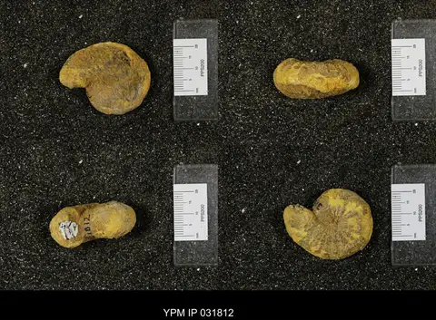 Dokumentasi YPM IP 031812 dengan identifikasi pada sumber Clioscaphites saxitonianus. Isi dan label gambar dipertahankan.