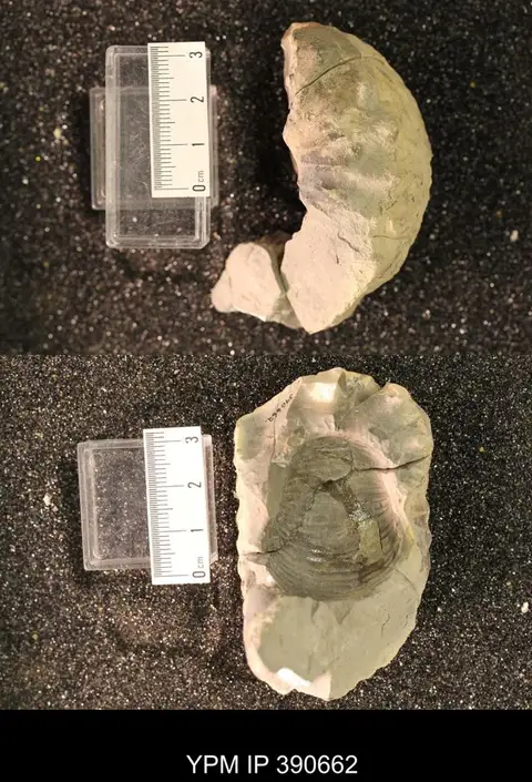 Dokumentasi YPM IP 390662 dengan identifikasi pada sumber Clioscaphites vermiformis. Isi dan label gambar dipertahankan.