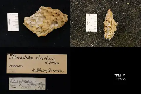 Dokumentasi YPM IP 005565 dengan identifikasi pada sumber Latusastraea alveolaris. Isi dan label gambar dipertahankan.