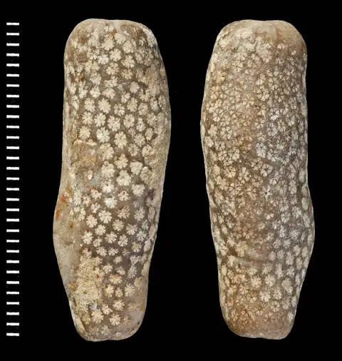 Dokumentasi PI AZ 3130 dengan identifikasi pada sumber Stylophora affinis. Isi dan label gambar dipertahankan.