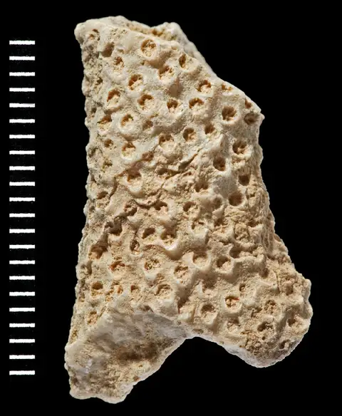 Dokumentasi PI AZ 3107 dengan identifikasi pada sumber Pocillopora arnoldi. Isi dan label gambar dipertahankan.