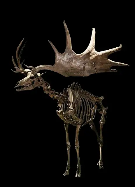 Dokumentasi USNM V7051 dengan identifikasi pada sumber Megaloceros giganteus. Isi dan label gambar dipertahankan.