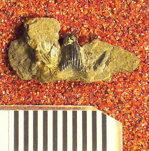 Dokumentasi USNM V4854 dengan identifikasi pada sumber Cladodus girtyi. Isi dan label gambar dipertahankan.