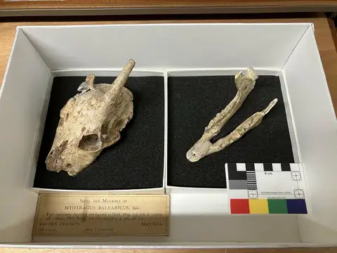 Dokumentasi PV M 10942 a dengan identifikasi pada sumber Myotragus balearicus. Isi dan label gambar dipertahankan.