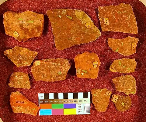 Dokumentasi USNM V2351 dengan identifikasi pada sumber Astraspis desiderata. Isi dan label gambar dipertahankan.