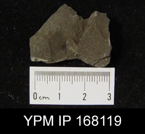Dokumentasi YPM IP 168119 dengan identifikasi pada sumber Dignomia alveata. Isi dan label gambar dipertahankan.