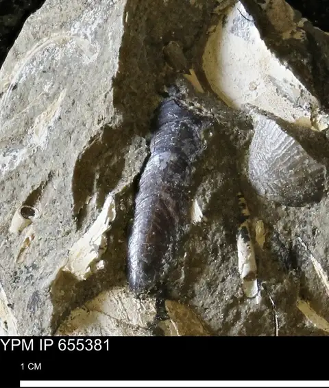 Dokumentasi YPM IP 655381 dengan identifikasi pada sumber Lingula nitida. Isi dan label gambar dipertahankan.