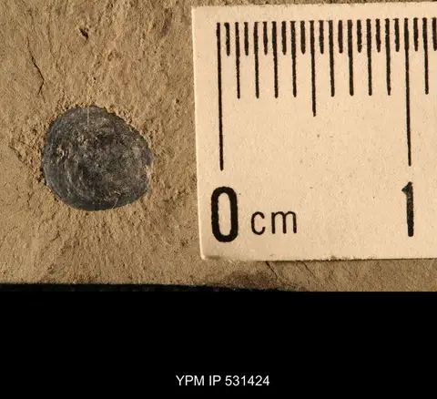 Dokumentasi YPM IP 531424 dengan identifikasi pada sumber Lingula spatulata. Isi dan label gambar dipertahankan.