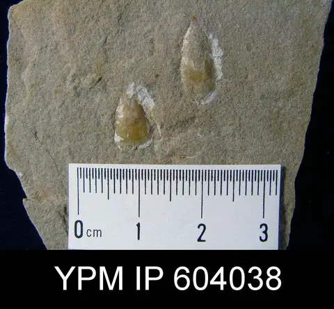 Dokumentasi YPM IP 604038 dengan identifikasi pada sumber Lingula clintoni. Isi dan label gambar dipertahankan.