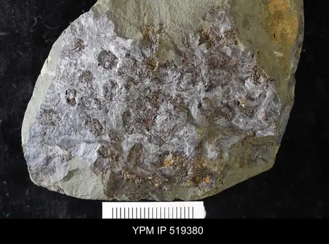 Dokumentasi YPM IP 519380 dengan identifikasi pada sumber Etoctenocystis bohemica. Isi dan label gambar dipertahankan.