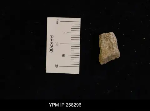 Dokumentasi YPM IP 258296 dengan identifikasi pada sumber Alveopora rudis. Isi dan label gambar dipertahankan.