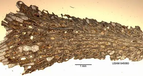 Dokumentasi USNM MO649360 dengan identifikasi pada sumber Conopeum damicornis. Isi dan label gambar dipertahankan.