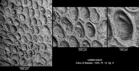 Dokumentasi USNM PAL63845 dengan identifikasi pada sumber Conopeum lacroixii. Isi dan label gambar dipertahankan.