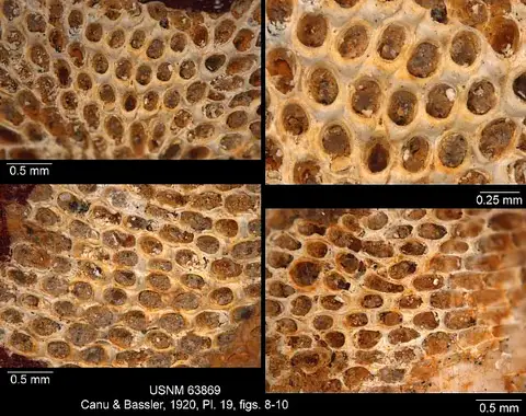 Dokumentasi USNM PAL63869 dengan identifikasi pada sumber Conopeum hoockeri. Isi dan label gambar dipertahankan.