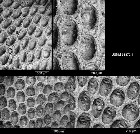 Dokumentasi USNM PAL63872 dengan identifikasi pada sumber Conopeum lamellosum. Isi dan label gambar dipertahankan.