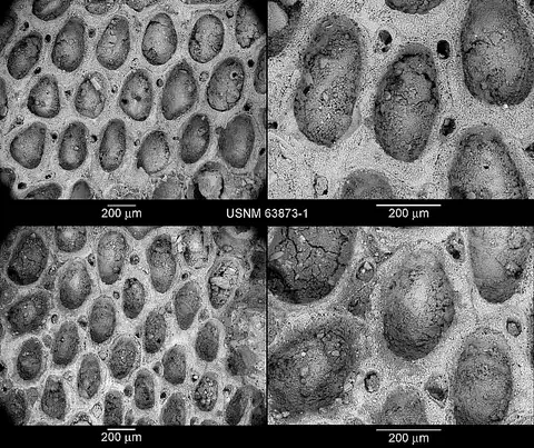 Dokumentasi USNM PAL63873 dengan identifikasi pada sumber Conopeum arborescens. Isi dan label gambar dipertahankan.
